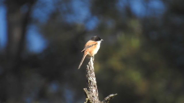 Long-tailed Shrike (tricolor/longicaudatus) - ML201597821