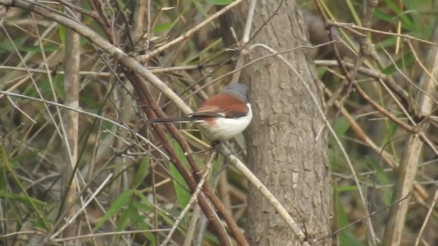 Pie-grièche à dos marron - ML201597831