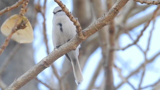 Azure Tit (Azure) - ML201597881