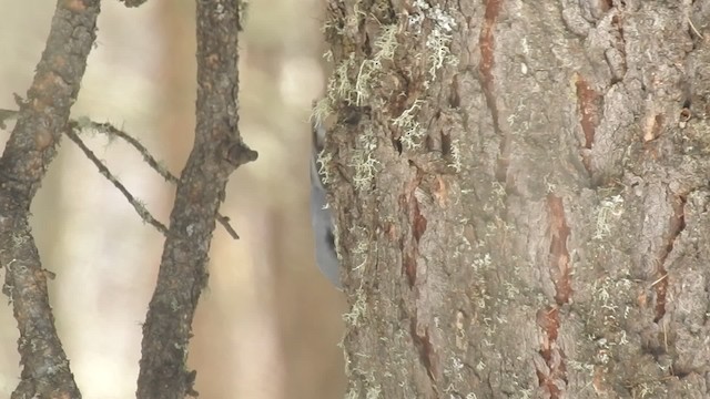 Eurasian Nuthatch (White-bellied) - ML201597911