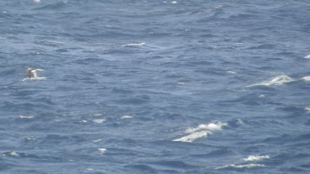 Средиземноморский буревестник (diomedea) - ML201597931