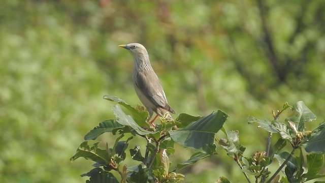 Chestnut-tailed Starling - ML201597961