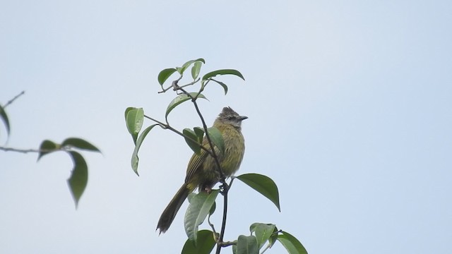 Flavescent Bulbul - ML201597991