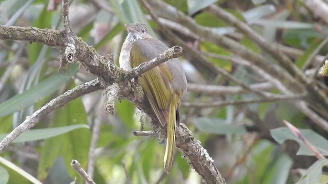 ミヤマヒヨドリ - ML201598001