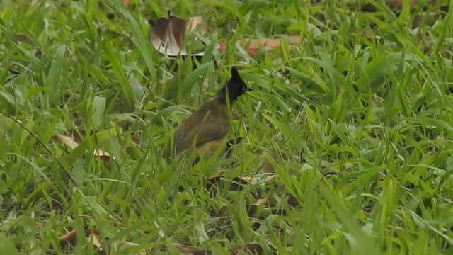 Bulbul à huppe noire - ML201598031