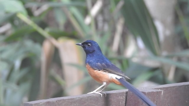 White-rumped Shama (White-rumped) - ML201598041