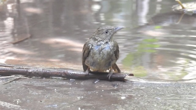 Gray-eyed Bulbul (Gray-eyed) - ML201598051