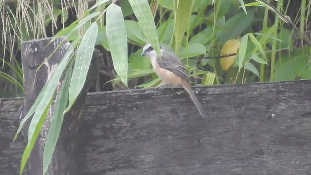 Gray-backed Shrike - ML201598061