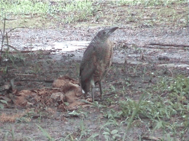 Malayan Night Heron - ML201598091