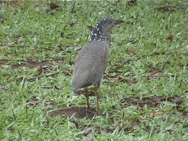 Malayan Night Heron - ML201598101