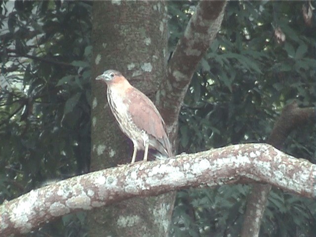 Malayan Night Heron - ML201598111