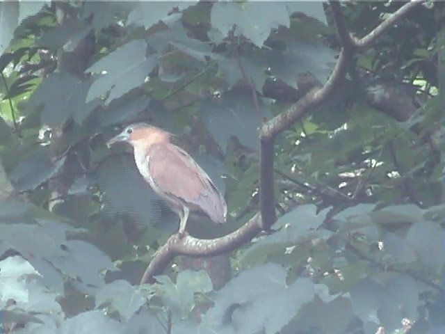 Malayan Night Heron - ML201598121