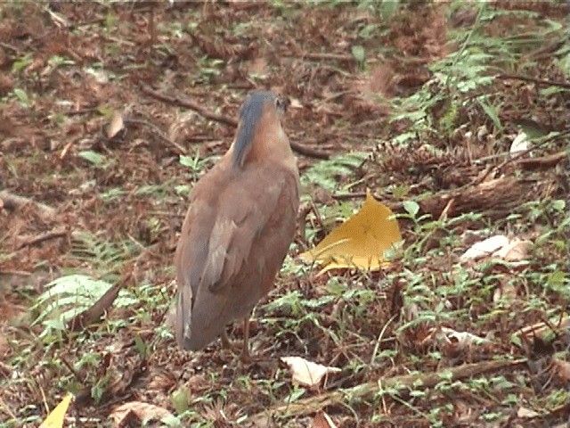 Malayan Night Heron - ML201598131