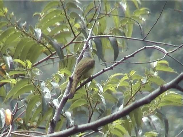 Collared Finchbill - ML201598141