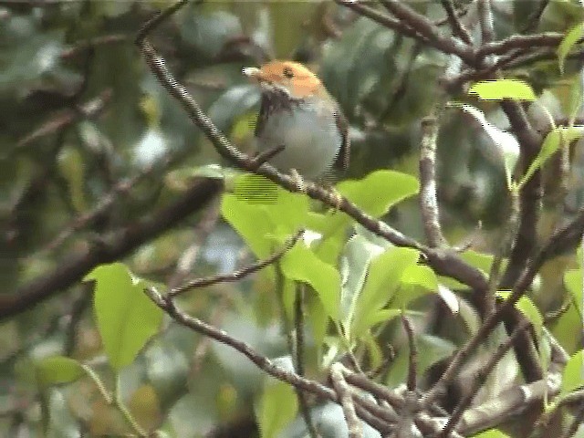 Mosquitero Carirrufo - ML201598161