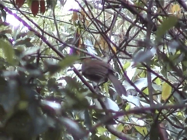 Rufous-crowned Laughingthrush - ML201598231