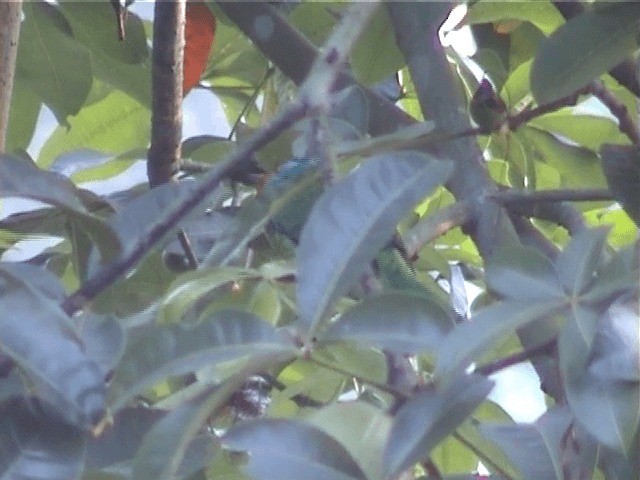 Taiwan Barbet - ML201598381