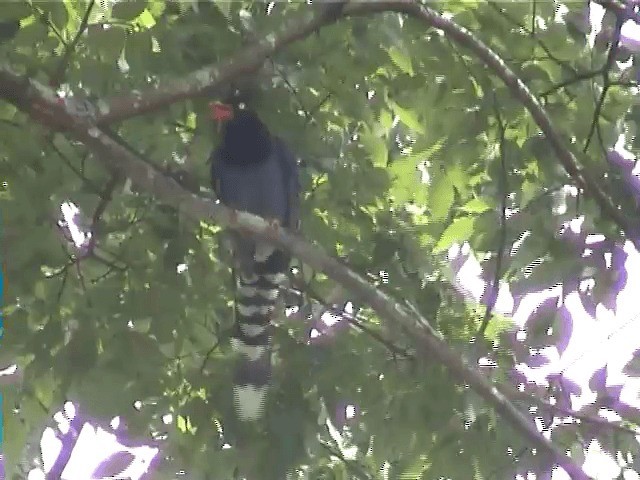 Taiwan Blue-Magpie - ML201598401