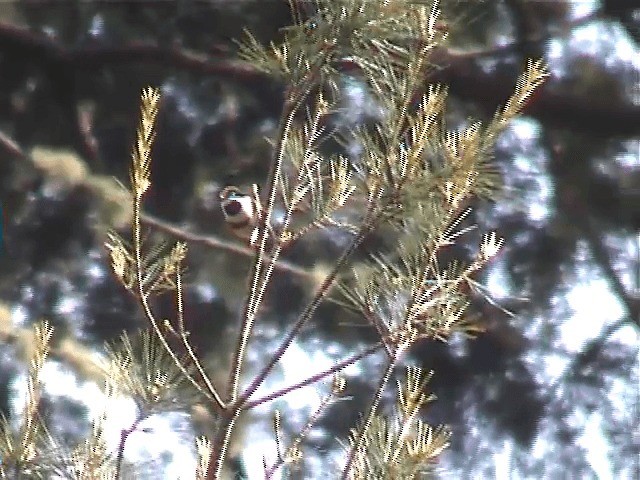 Black-throated Tit (Black-throated) - ML201598431