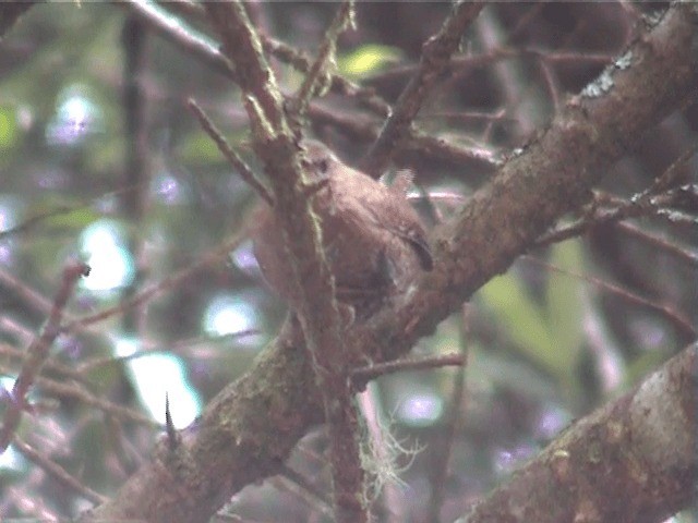 Eurasian Wren (Eurasian) - ML201598471