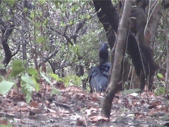 Abyssinian Ground-Hornbill - ML201598521