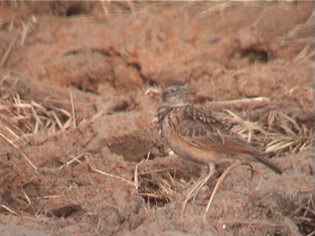 Sun Lark - ML201598541