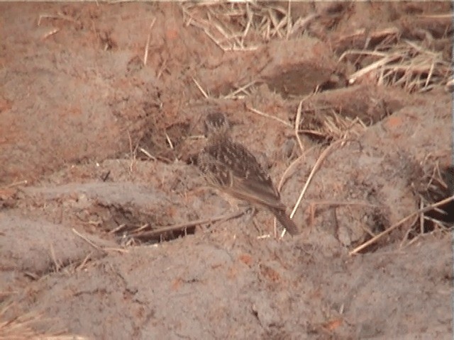 Sun Lark - ML201598551