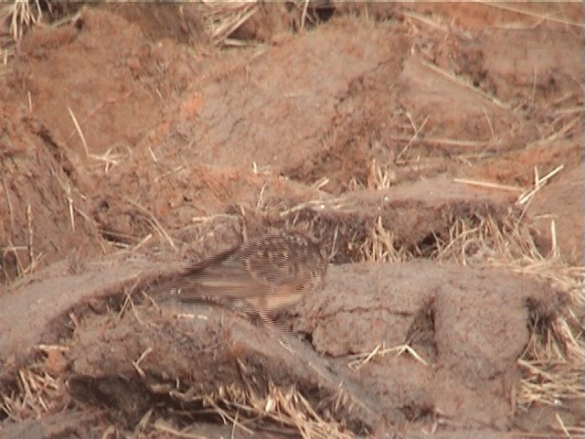 Sun Lark - ML201598561