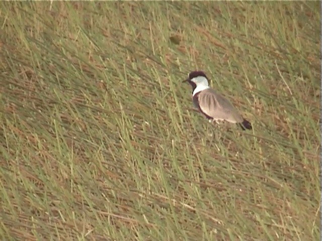 Spur-winged Lapwing - ML201598611