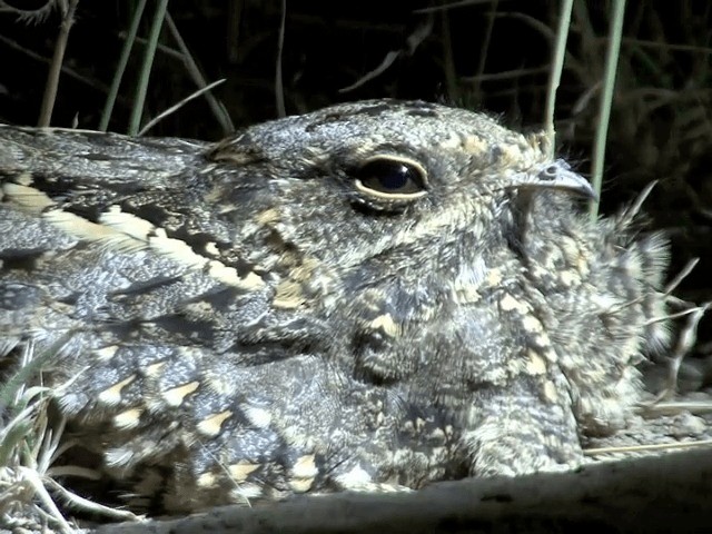 Sombre Nightjar - ML201598701