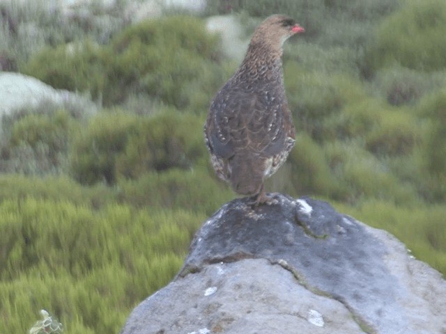 frankolín rezavokrký (ssp. castaneicollis) - ML201598721