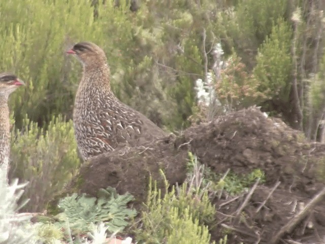 Francolín Cuellicastaño (Norteño) - ML201598781