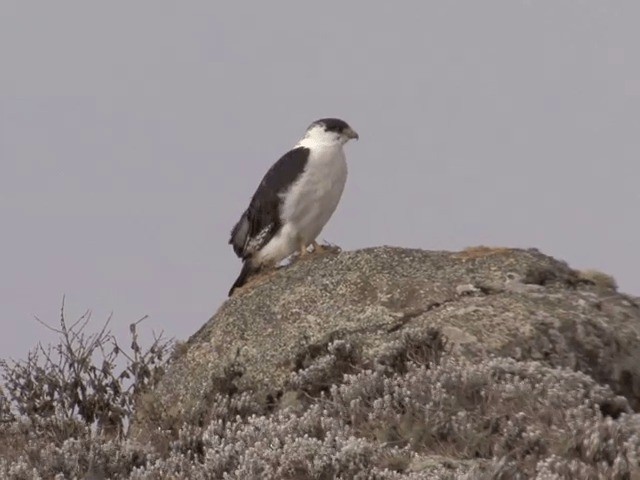 Augur Buzzard (Augur) - ML201598791