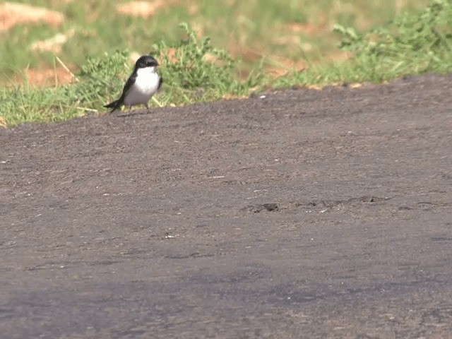 White-tailed Swallow - ML201598851