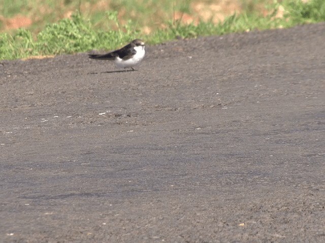 White-tailed Swallow - ML201598861