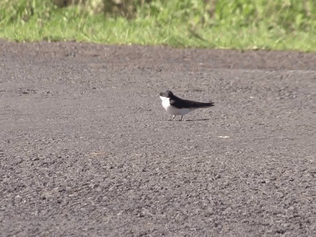 Hirondelle à queue blanche - ML201598871