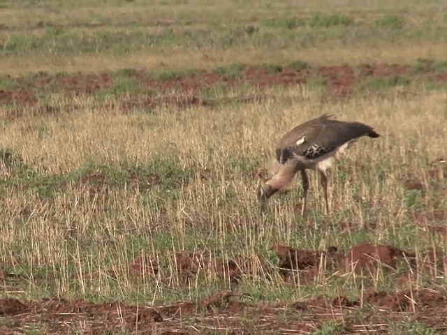 Kori Bustard - ML201598881