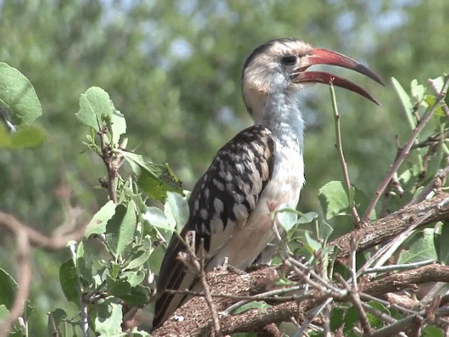 Northern Red-billed Hornbill - ML201598951