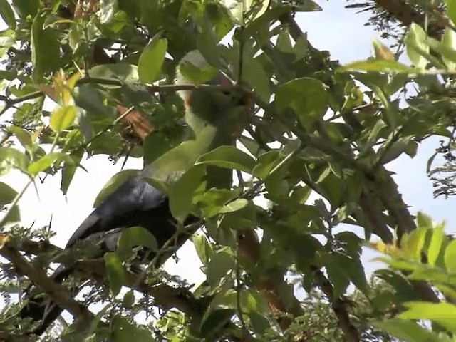 Prince Ruspoli's Turaco - ML201598961