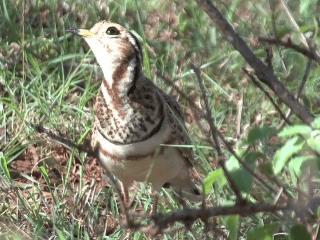 Three-banded Courser - ML201598981