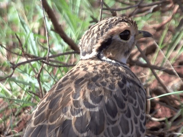 Three-banded Courser - ML201599001