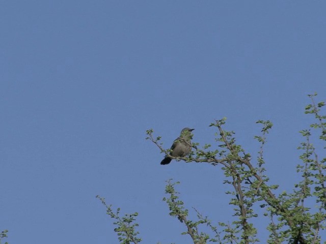 Gray Wren-Warbler - ML201599031