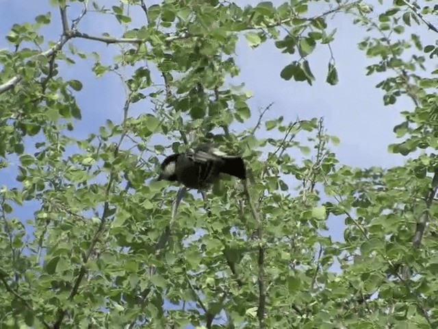 Somali Tit - ML201599071