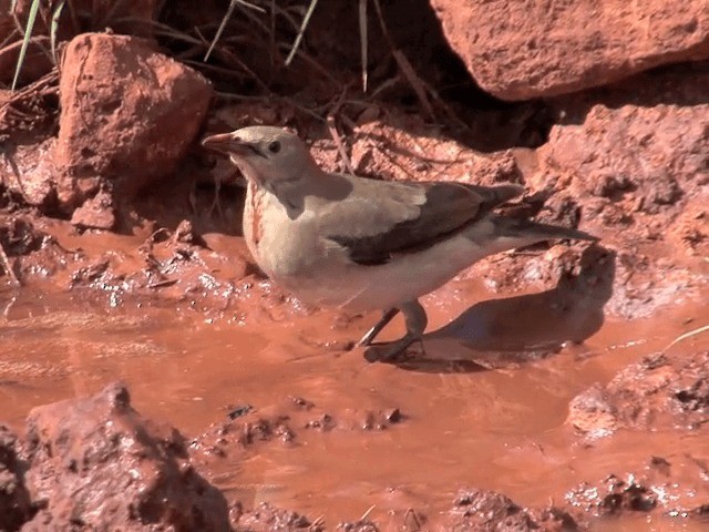 Wattled Starling - ML201599131