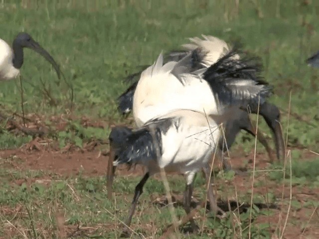 African Sacred Ibis - ML201599201