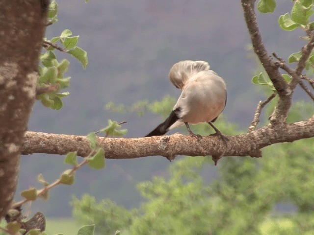 Stresemann's Bush-Crow - ML201599211