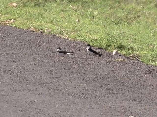 White-tailed Swallow - ML201599231