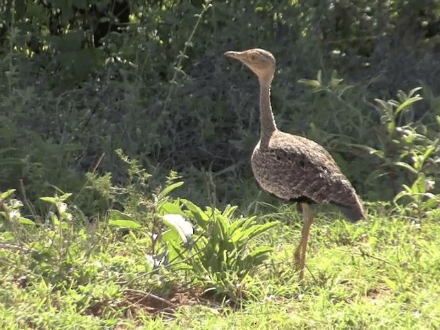 Buff-crested Bustard - ML201599241