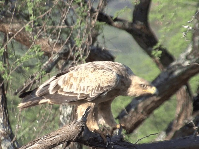 Águila Rapaz - ML201599251