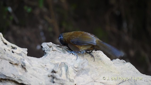 Slender-billed Scimitar-Babbler - ML201599261